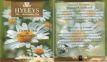 Hyleys Foil Green Tea & Chamomile Relax